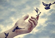 Bilgenin Kuşu Bilgenin Kuşu