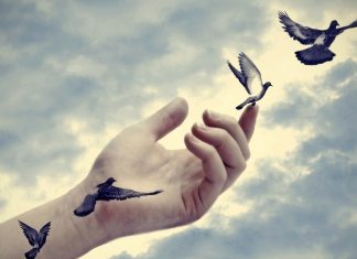 Bilgenin Kuşu Bilgenin Kuşu